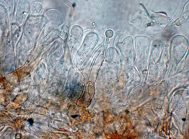 Conocybe hornana     Singer & Hausknecht